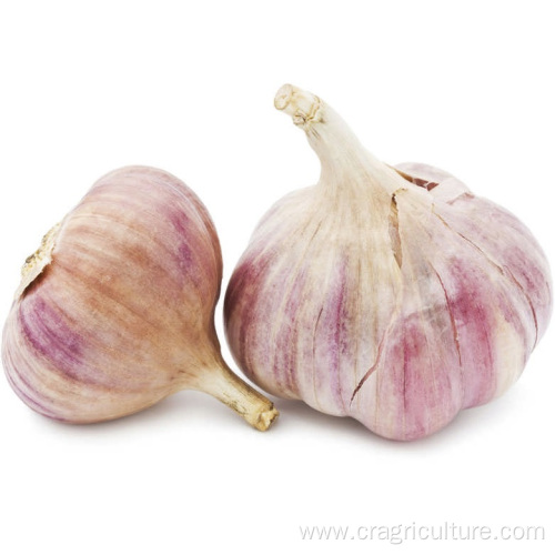 Buy Dried Garlic Vegetable Price